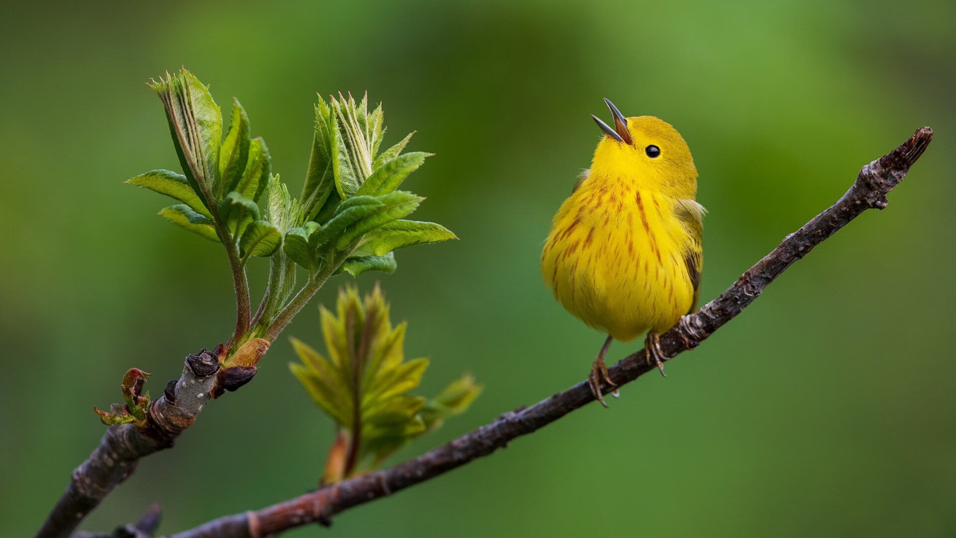 七六人宣布与主帅续约建立长期合作